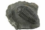 Detailed Austerops Trilobite - Ofaten, Morocco #345186-2